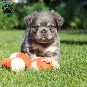 Laura, French Bulldog Puppy